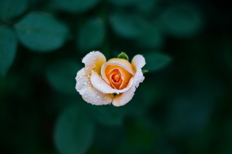 an overhead shot of a pale orange rose covered in tiny droplets, top view of wet rose 4k