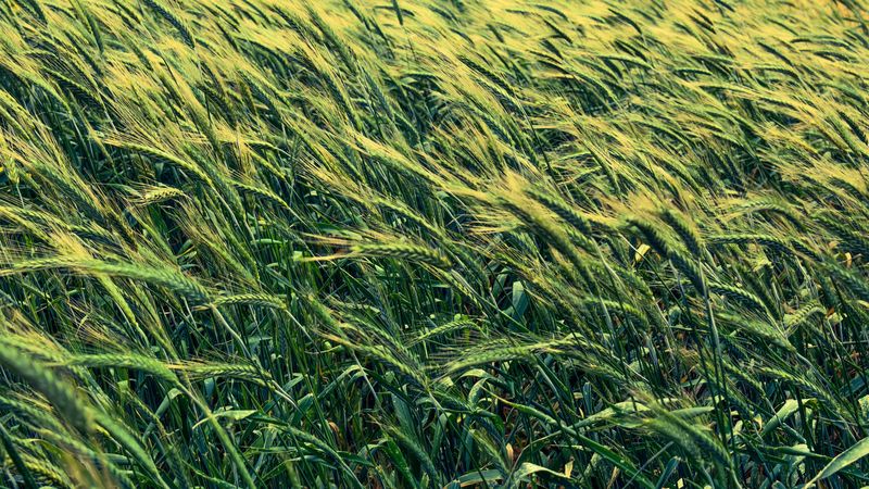barley, cereals, field, 4k