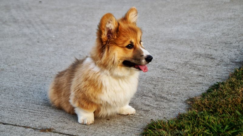 welsh corgi, puppy, dog, 4k