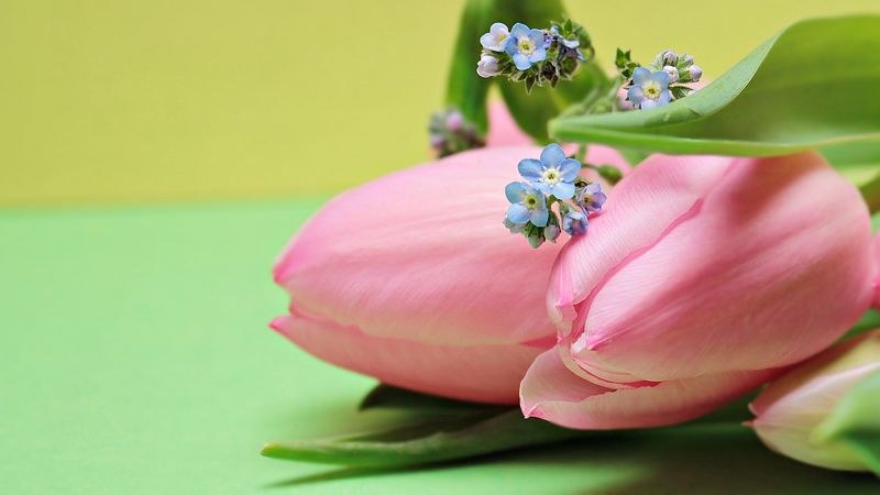 tulips, bouquet, pink, 4k