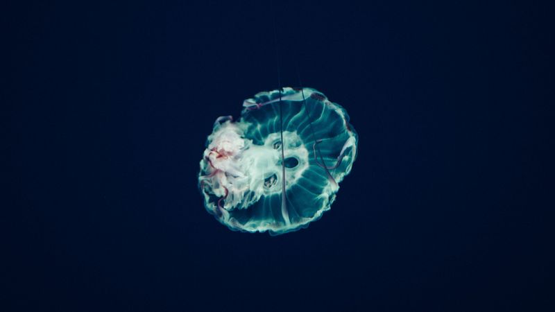 jellyfish, underwater world, tentacles, ocean, 4k