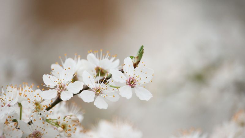 flowering, spring, tree, 4k