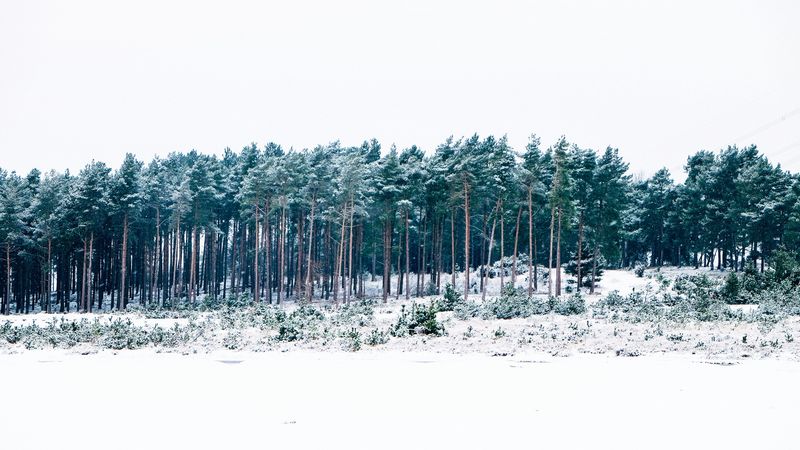 trees, winter, forest, 4k
