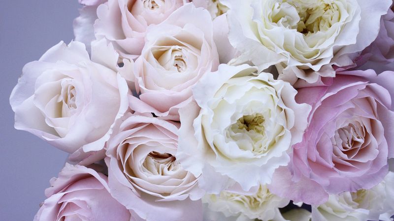 roses, bouquet, tenderness, 4k