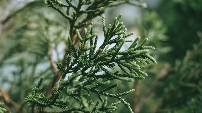 branch, plant, green, 4k