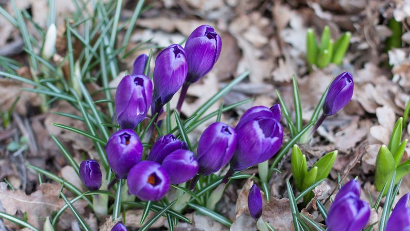 crocus, saffron, flowers, grass, 4k
