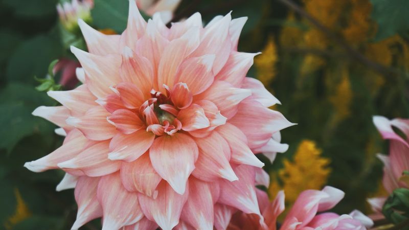 peony, bud, petals, 4k