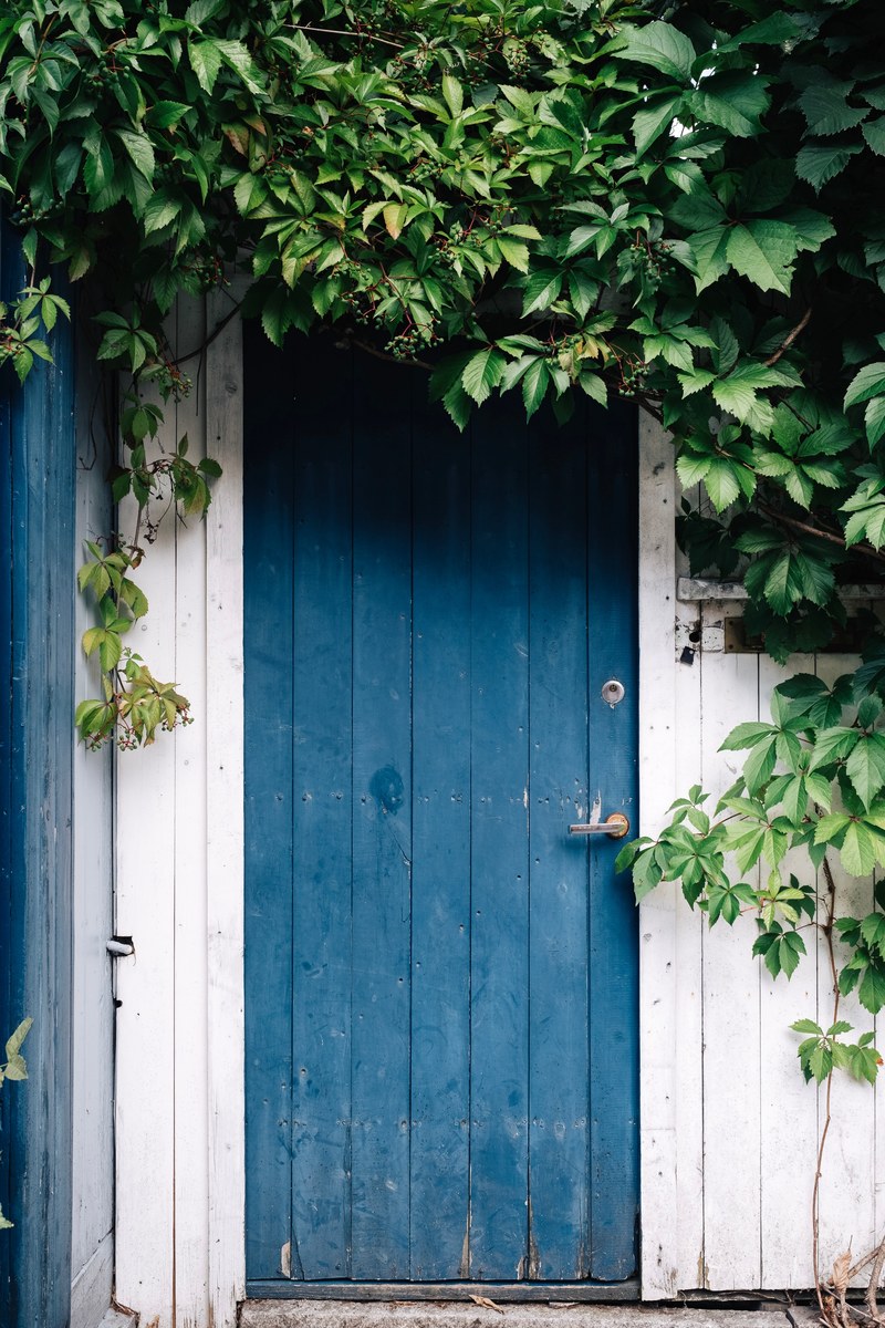 blue wooden door with white walls on the side and green foliage at the top of the door, blue door 4k