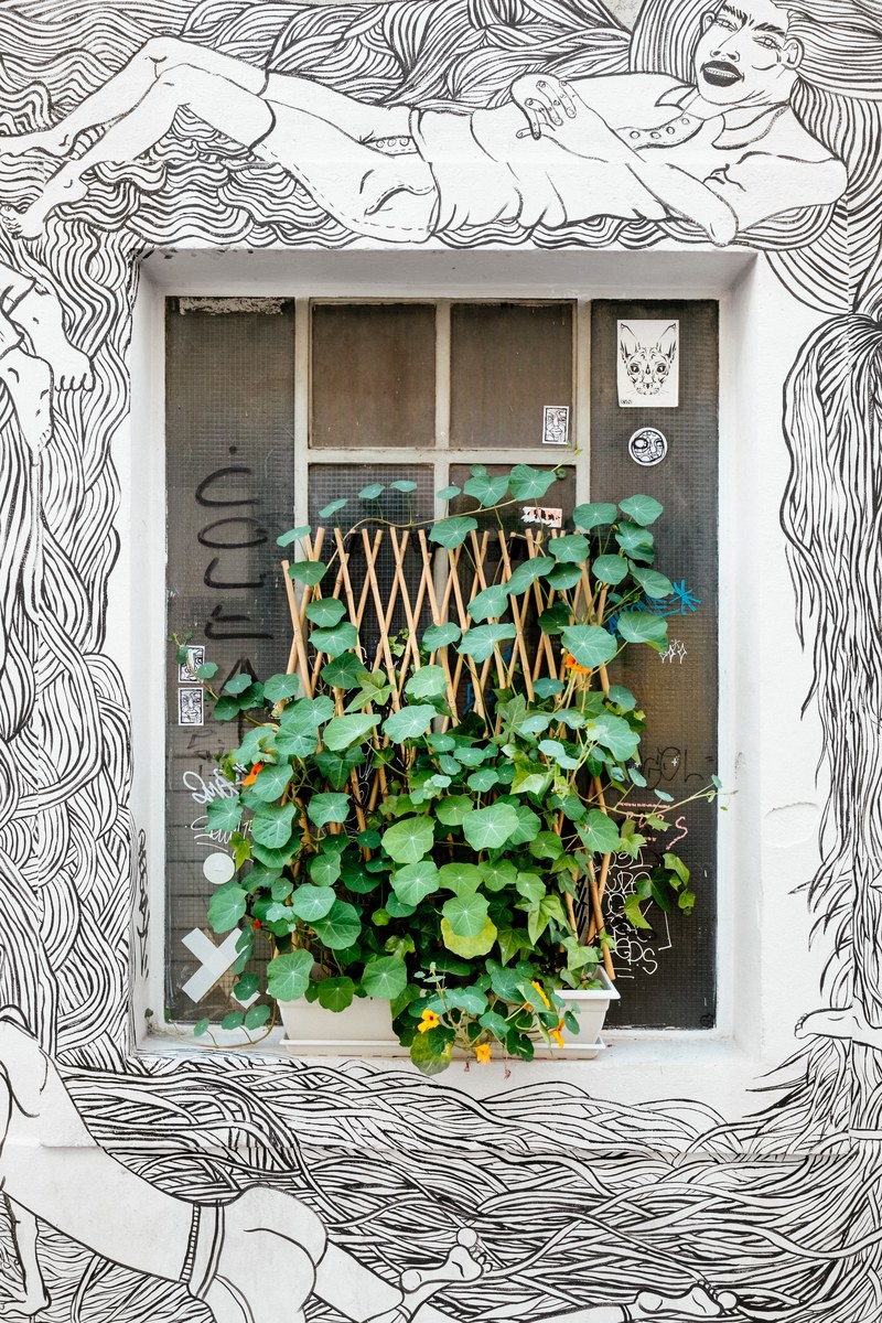 black and white graffiti surrounding urban window with potted green plant growing on ledge geneva, green plant and artwork 4k