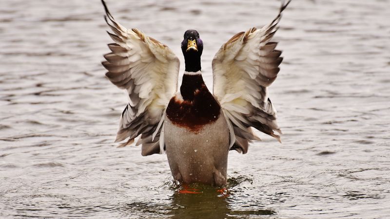 duck, bird, wings, water, 4k