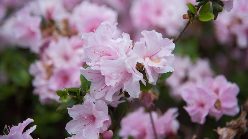 flowers, spring, flowering, branch, drops, 4k
