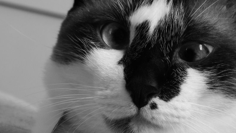 cat, muzzle, cross-eyed, bw, 4k