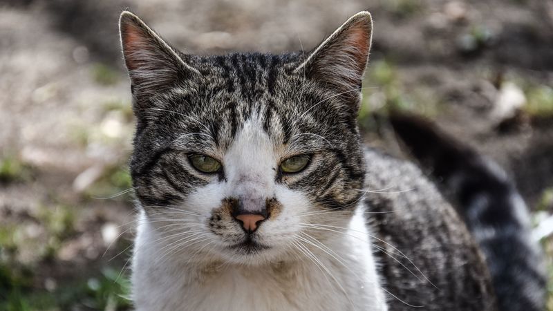 cat, muzzle, spotted, 4k