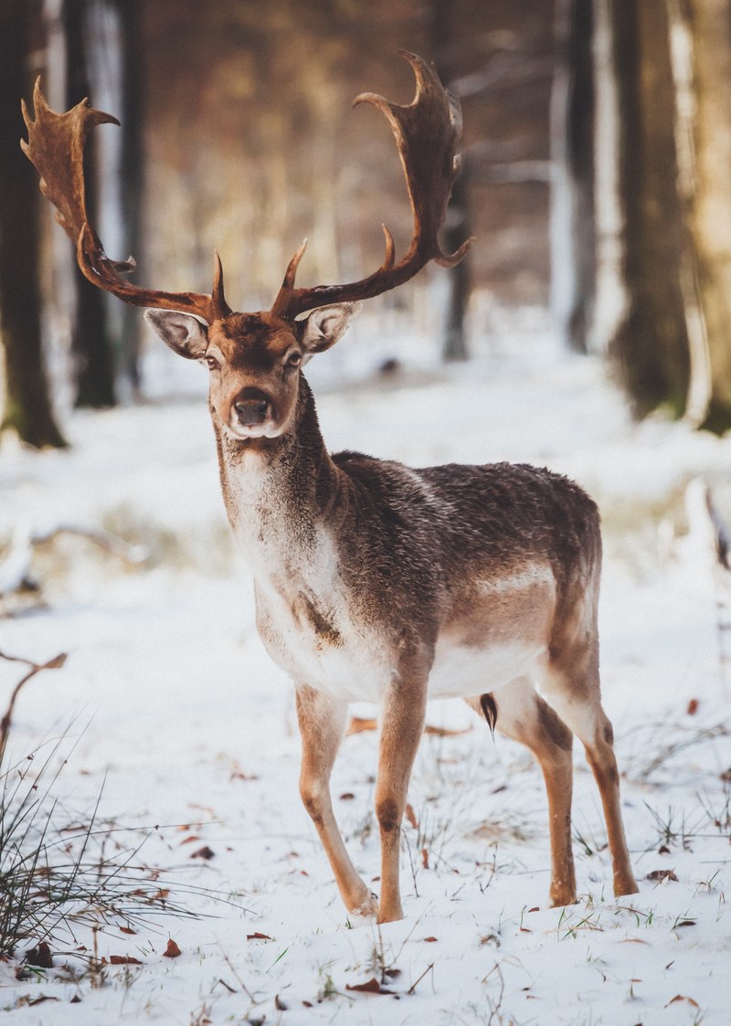 reindeer deer antlers and portrait hd, 4k