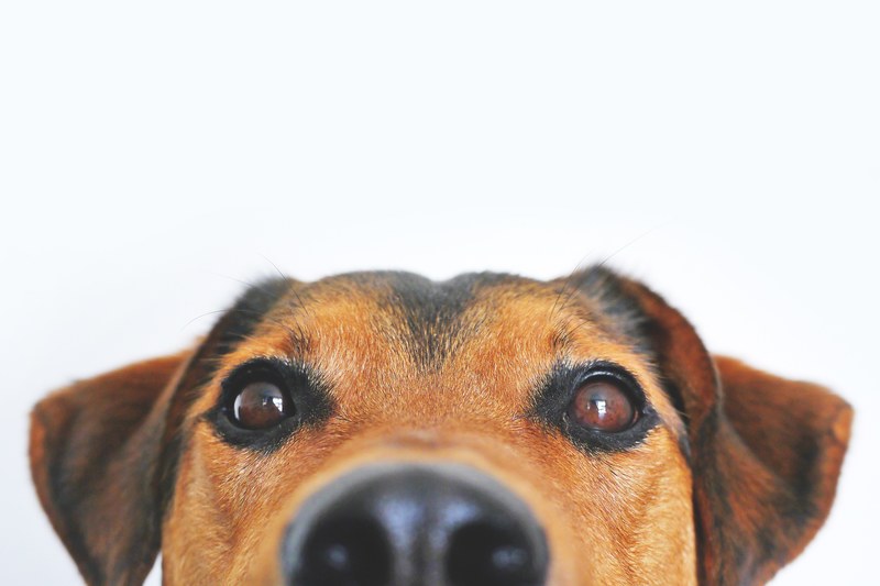 a dogs face staring directly at the camera, _dog face 4k