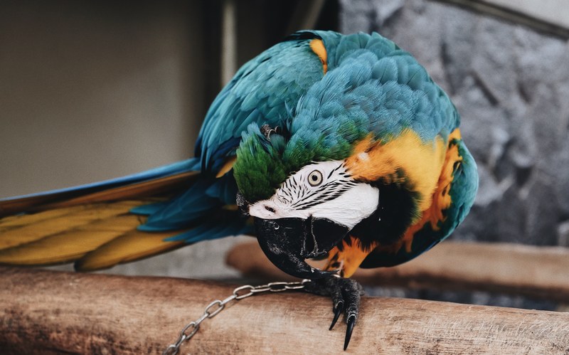 multicolored parrot chained down on a wooden log, chained parrot 4k