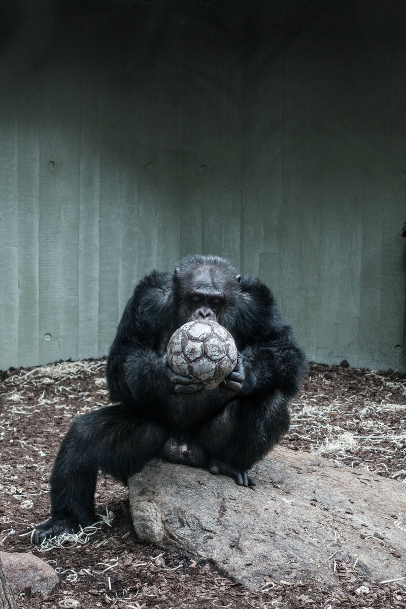 zoo ape captivity and chimpanzee hd, 4k