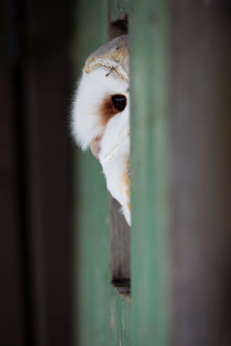an owl peeking at the camera while sitting in a wall opening, _owl peeking around wall 4k