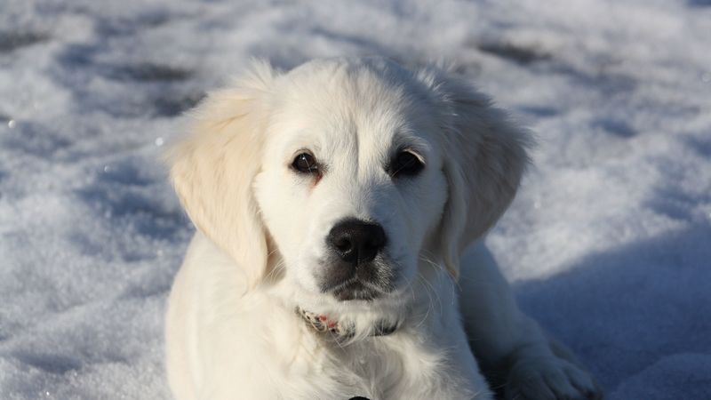 golden retriever, puppy, white, snow, winter, 4k