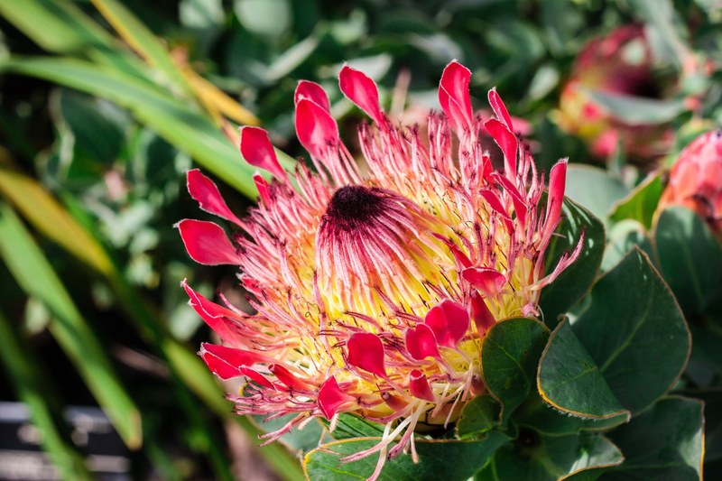 protea 4k
