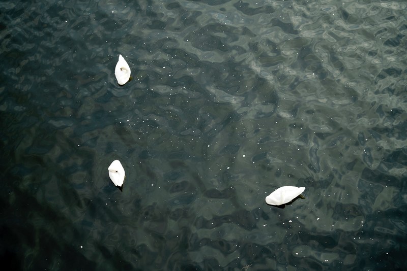 a drone shot of three swans floating in a lake, three is a magic number 4k