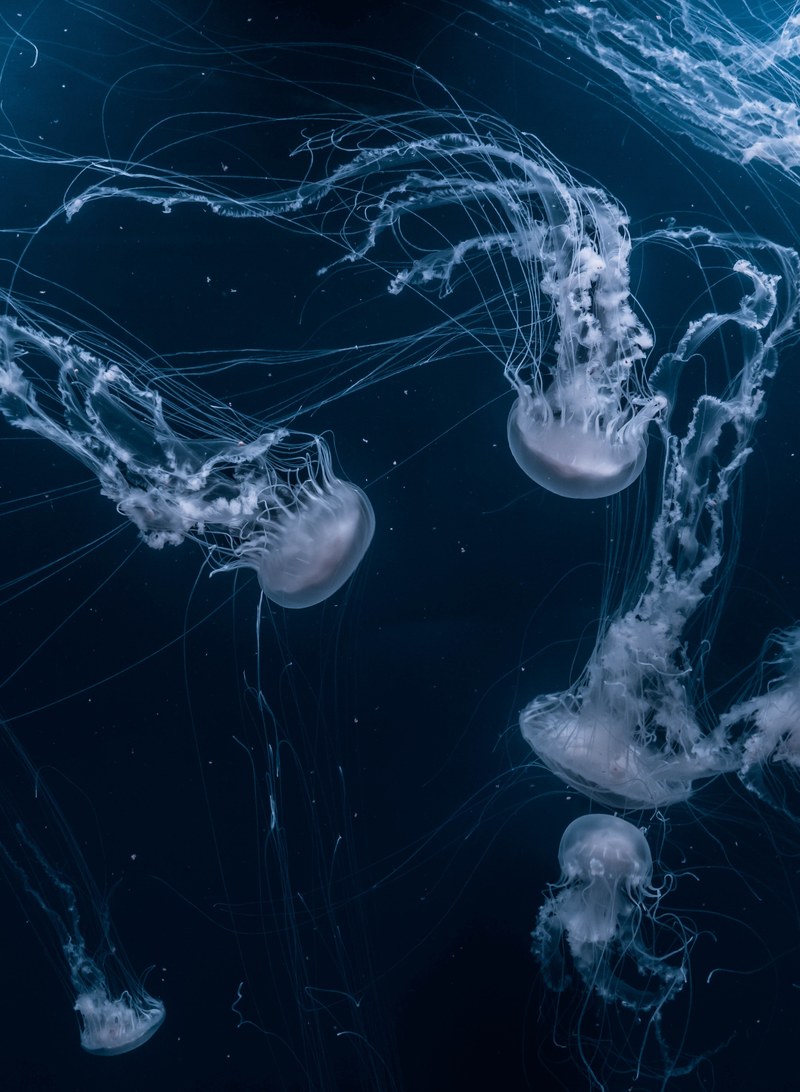 jellyfish underwater swim and blue hd, 4k