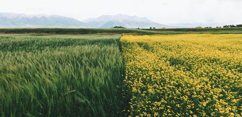 a rural landscape with a field of rapeseed neighboring with a field of tall green grass, green and yellow fields 4k