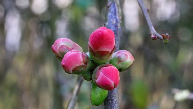 buds, spring, flowers, tree, 4k