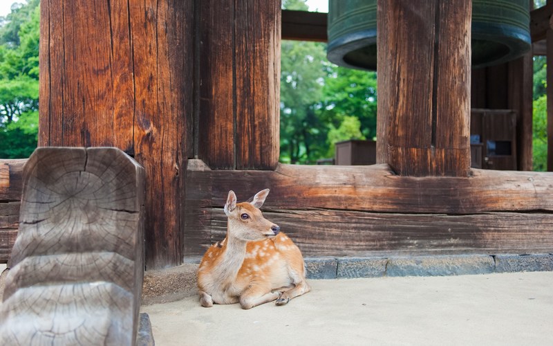 deer laying on stone floor in front of wooden posts, lovely deer 4k
