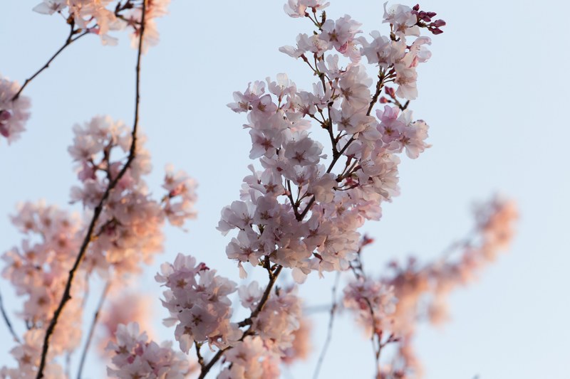close up of pink blossom and branch in against clear sky in spring takasaki, cherry blossom 4k