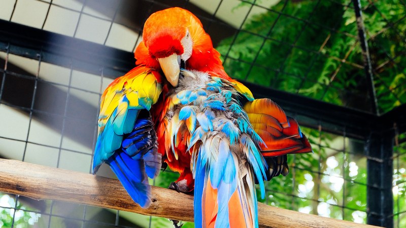 feather pet color and wildlife 4k
