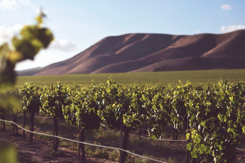 a vineyard with hills in the background, _vineyard and hills 4k