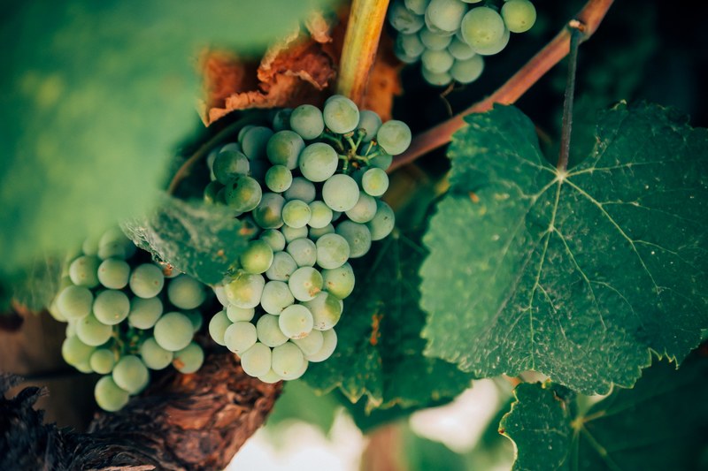 a bunch of green grapes on a grapevine, _on the grapevine 4k