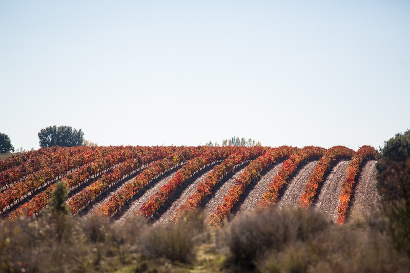 a scenic landscape with rows of short orange leaved trees in an orchard, autumn orchard 4k