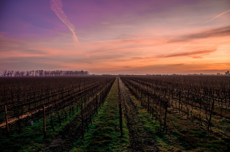 a row of crops at a vineyard during sunrise, _vineyard during sunrise 4k