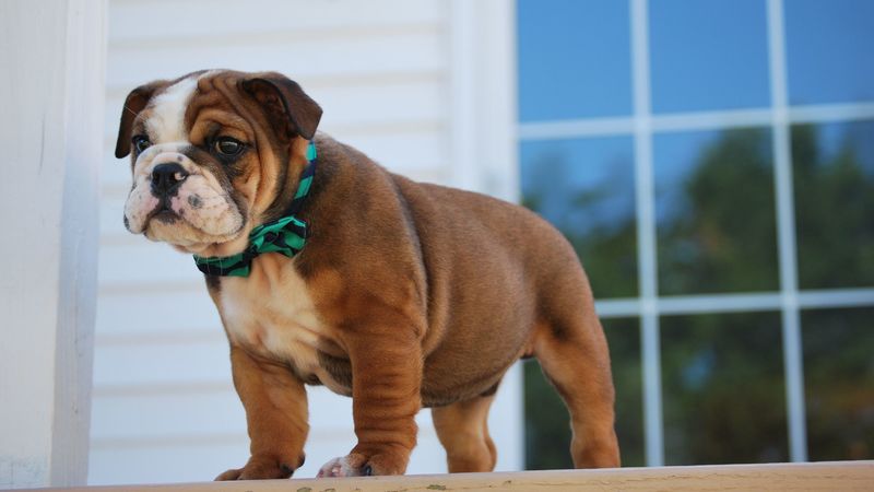bulldog, puppy, collar, 4k