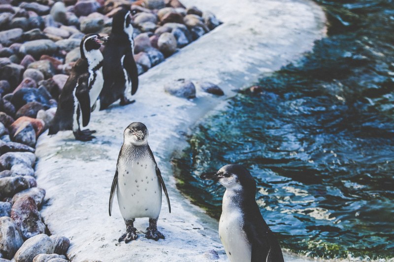 ice zoo artic and penguin 4k