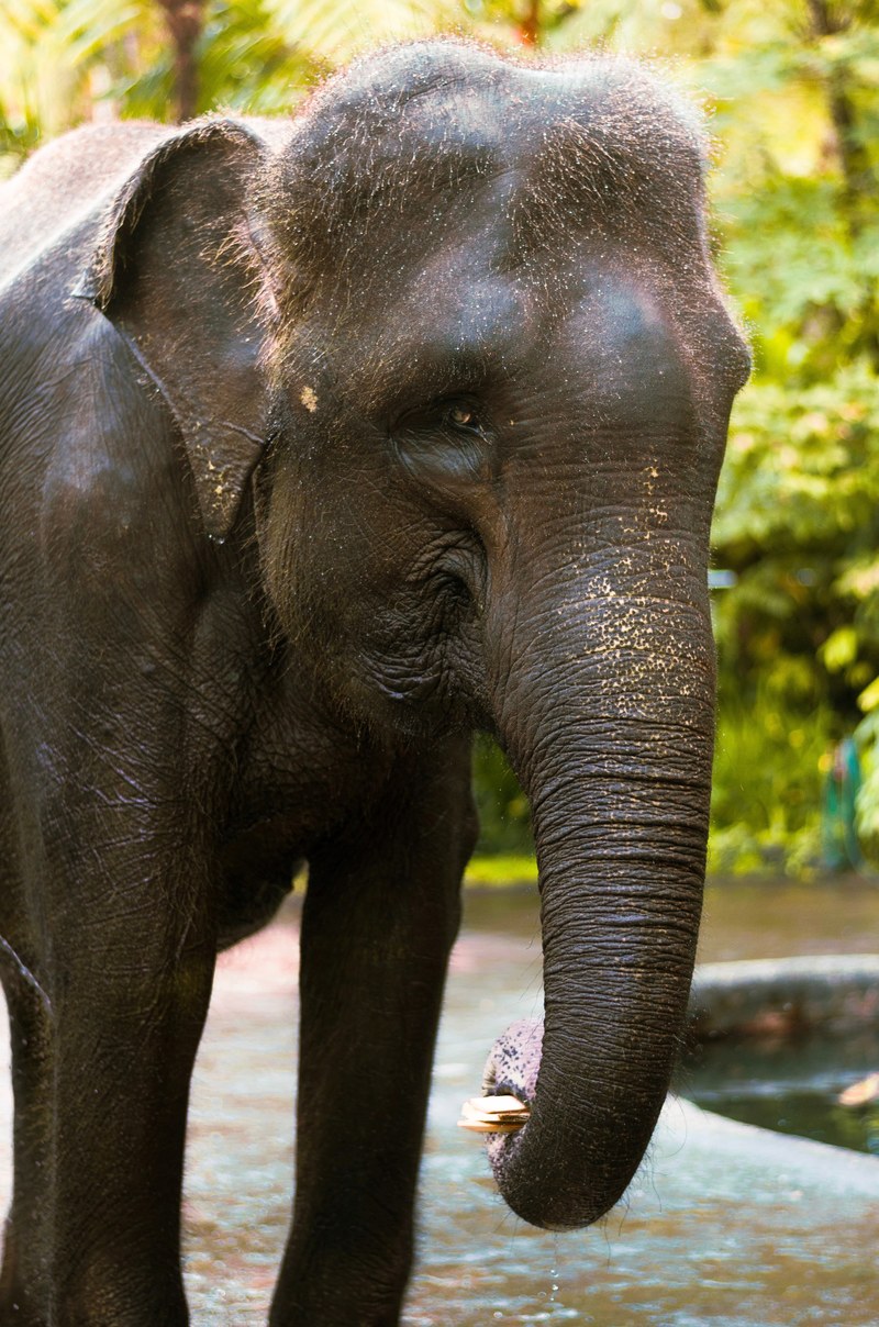 elephant animal baby and trunk hd, 4k