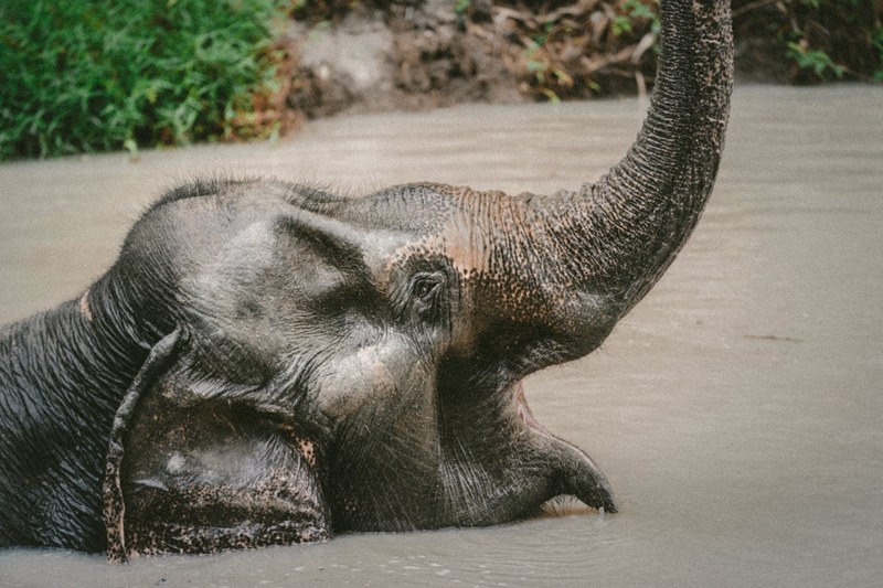 an elephant partially submerged in water, _playful giant 4k