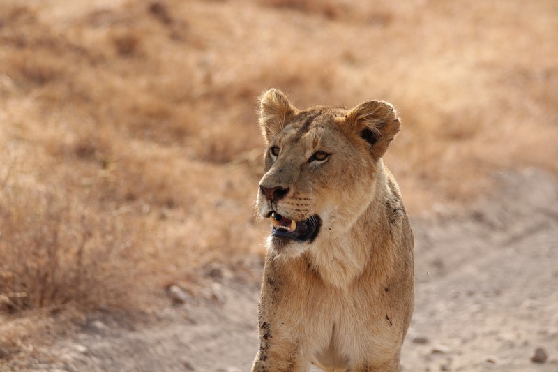 a female lion slightly baring its teeth on a road through the savannah, on the hunt 4k