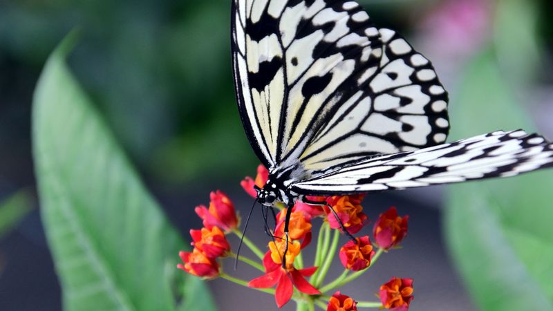 butterfly, flower, patterns, 4k