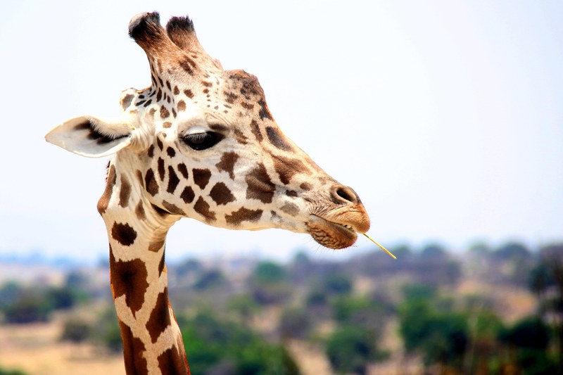giraffe spot neck and wild 4k