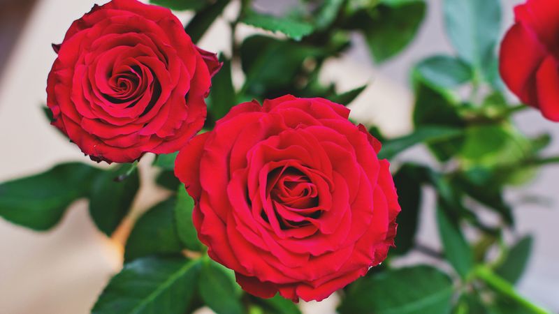 rose, bud, red, 4k
