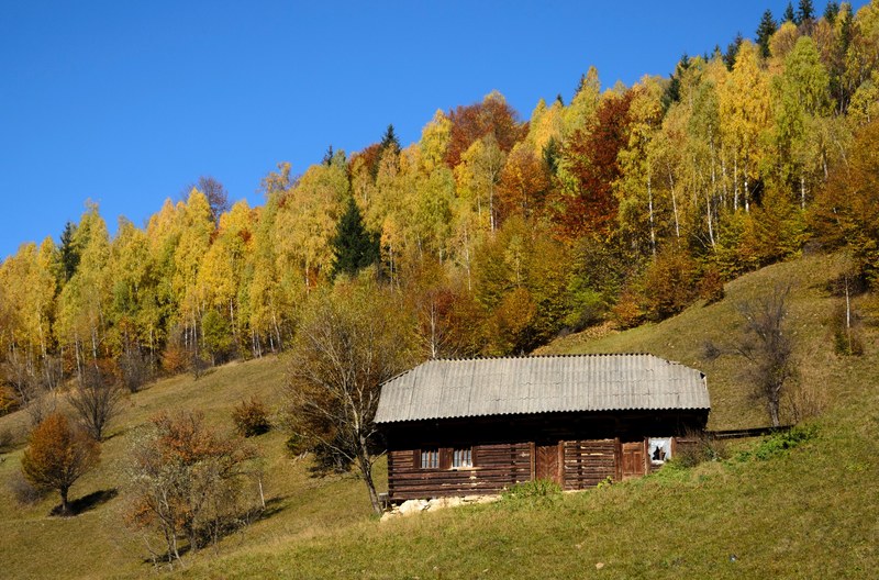small brown wooden house on the side of a mountain with yellowish green trees in the background under a clear sky, cabin on the mountain side 4k