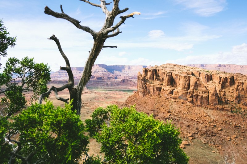 the moab desert canyons and trees, moab 4k