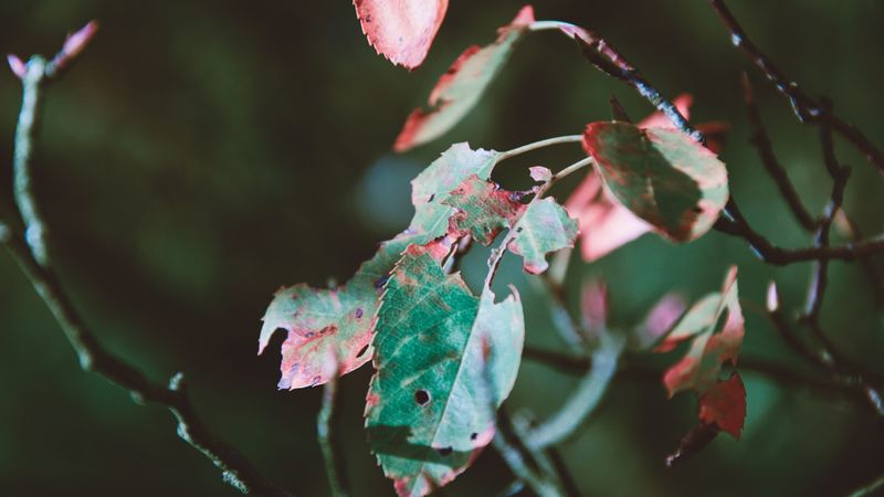 foliage, autumn, dry, branch, 4k