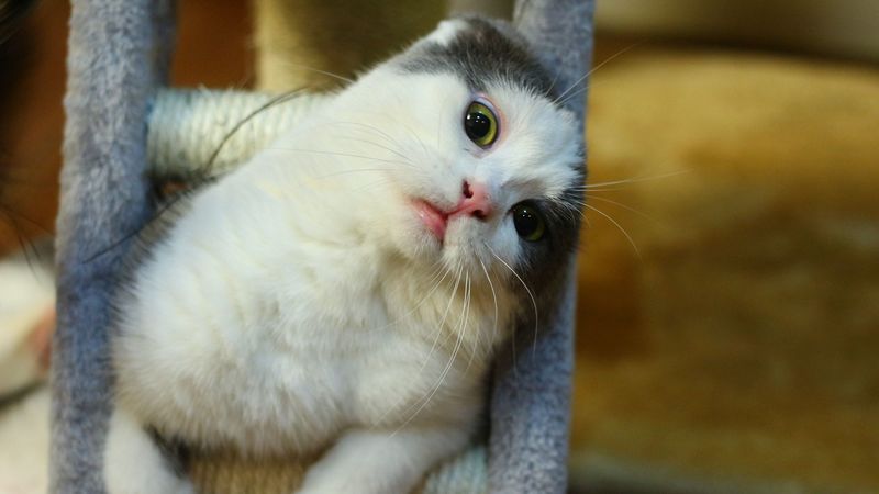 cat, muzzle, sitting, playful, 4k