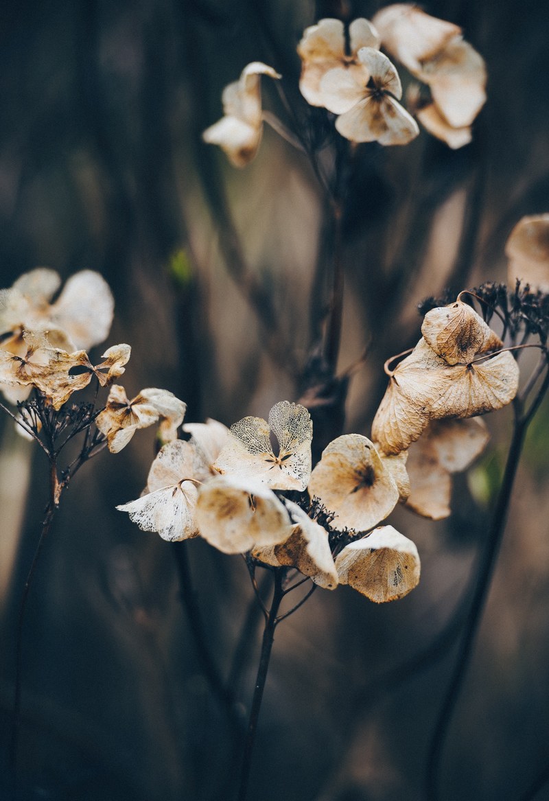 close up of wilting hydrangea flowers, skeleton 4k