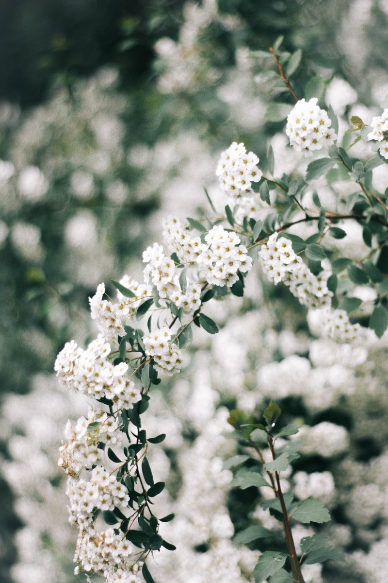 flower bunch natural and botanical hd, 4k
