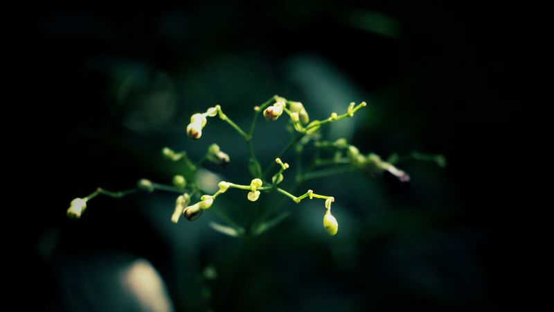 plant, dark background, branches, 4k